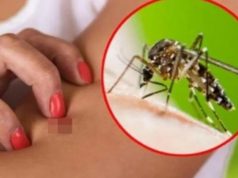 Ethet e Nilit në Shqipëri, ISHP tregon zonat më të rrezikuara dhe shenjat e infeksionit