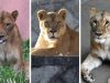 Vapa ekstreme godet Japoninë, ngordhin tre luanë në një kopsht zoologjik