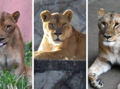 Vapa ekstreme godet Japoninë, ngordhin tre luanë në një kopsht zoologjik