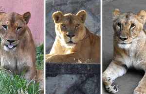 Vapa ekstreme godet Japoninë, ngordhin tre luanë në një kopsht zoologjik