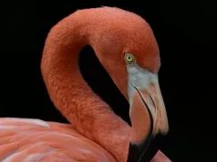 Sekreti i flamingos është ngjyra rozë, një dhuratë e evolucionit