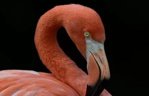 Sekreti i flamingos është ngjyra rozë, një dhuratë e evolucionit