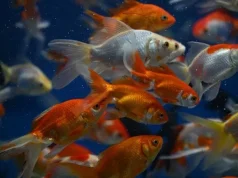 E keni në akuarium? Mos e lironi kurrë në natyrë, peshku i kuq mund të bëhet specie pushtuese