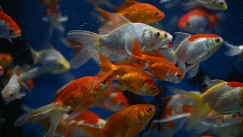 E keni në akuarium  Mos e lironi kurrë në natyrë  peshku i kuq mund të bëhet specie pushtuese