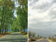 Zhduket rruga ikonike e Tropojës/ Priten plepat shumëvjeçarë në aksin Bujan–Bajram Curri, revoltohen qytetarët
