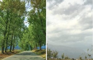 Zhduket rruga ikonike e Tropojës/ Priten plepat shumëvjeçarë në aksin Bujan–Bajram Curri, revoltohen qytetarët