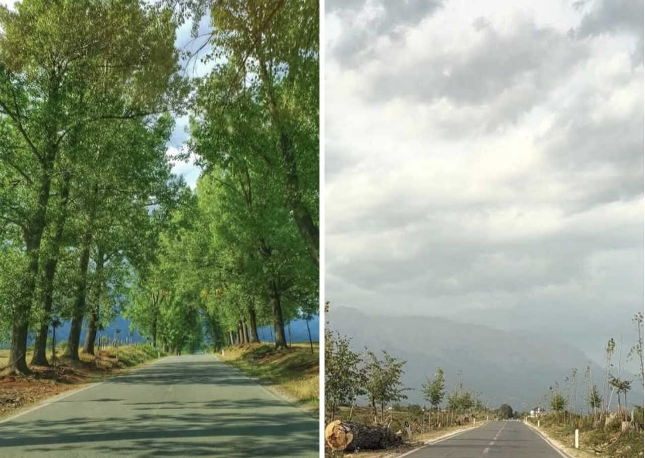 Zhduket rruga ikonike e Tropojës  Priten plepat shumëvjeçarë në aksin Bujan Bajram Curri  revoltohen qytetarët