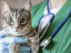 Risi për macet në Europë/ EMA i hap rrugën vaksinës së parë veterinare me teknologji RNA, mbron ndaj 5 infeksioneve