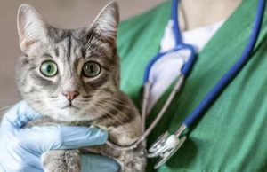 Risi për macet në Europë/ EMA i hap rrugën vaksinës së parë veterinare me teknologji RNA, mbron ndaj 5 infeksioneve