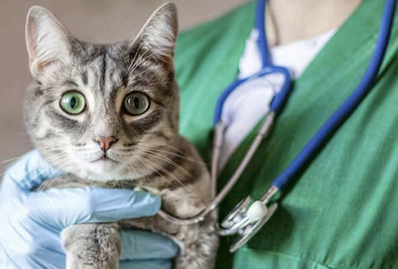 Risi për macet në Europë  EMA i hap rrugën vaksinës së parë veterinare me teknologji RNA  mbron ndaj 5 infeksioneve