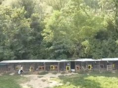 Nga pronë e konfiskuar në “shtëpi” për qentë e macet/ 7 mijë m² tokë në Tiranë për kafshët e braktisura