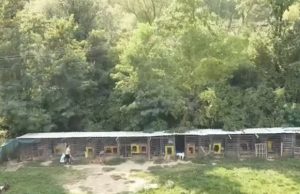 Nga pronë e konfiskuar në “shtëpi” për qentë e macet/ 7 mijë m² tokë në Tiranë për kafshët e braktisura