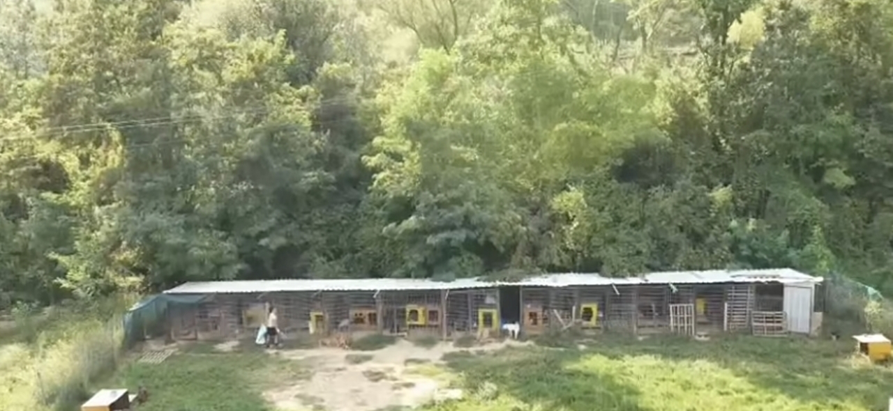 Nga pronë e konfiskuar në  shtëpi  për qentë e macet  7 mijë m² tokë në Tiranë për kafshët e braktisura