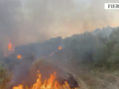 Zjarret në Fier, rrezikohen banesat/ Dy të arrestuar dhe një nën hetim për flakët në toka e ullishte