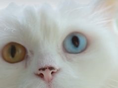 Nga dyqani i kafshëve te Vogue/ Historia e Starinës, maces me dy sy të ndryshëm që u bë modele