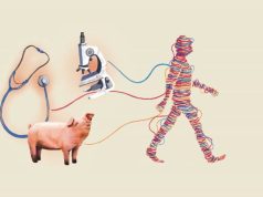 22 shtatori, dita evropiane kundër testeve te kafshët/ Inteligjenca artificiale dhe “organet në çip” hapin rrugën e re