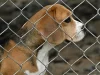 Makthi i qenve Beagle në Itali/ 14 persona nën akuzë për keqtrajtim në laborator, 17 kafshë shpëtohen dhe birësohen