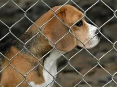 Makthi i qenve Beagle në Itali/ 14 persona nën akuzë për keqtrajtim në laborator, 17 kafshë shpëtohen dhe birësohen