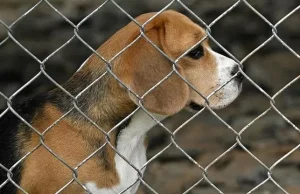 Makthi i qenve Beagle në Itali/ 14 persona nën akuzë për keqtrajtim në laborator, 17 kafshë shpëtohen dhe birësohen