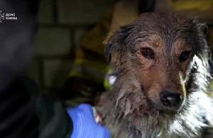 VIDEO/ Qeni shpëtohet nga rrënojat pas sulmit rus në Kiev, por e zonja kishte humbur jetën! Pamjet prekëse të zjarrfikësve