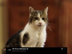 Larry, maçoku i famshëm i Downing Street, rikthehet pas operacionit. Kryeministri britanik falenderon veterinerët