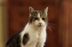 Larry, maçoku i famshëm i Downing Street, rikthehet pas operacionit. Kryeministri britanik falenderon veterinerët