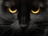 Pse disa strehëza ndalojnë adoptimin e maceve të zeza në tetor? Arsyeja lidhet me Halloween-in