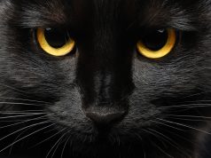Pse disa strehëza ndalojnë adoptimin e maceve të zeza në tetor? Arsyeja lidhet me Halloween-in