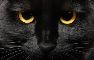 Pse disa strehëza ndalojnë adoptimin e maceve të zeza në tetor? Arsyeja lidhet me Halloween-in